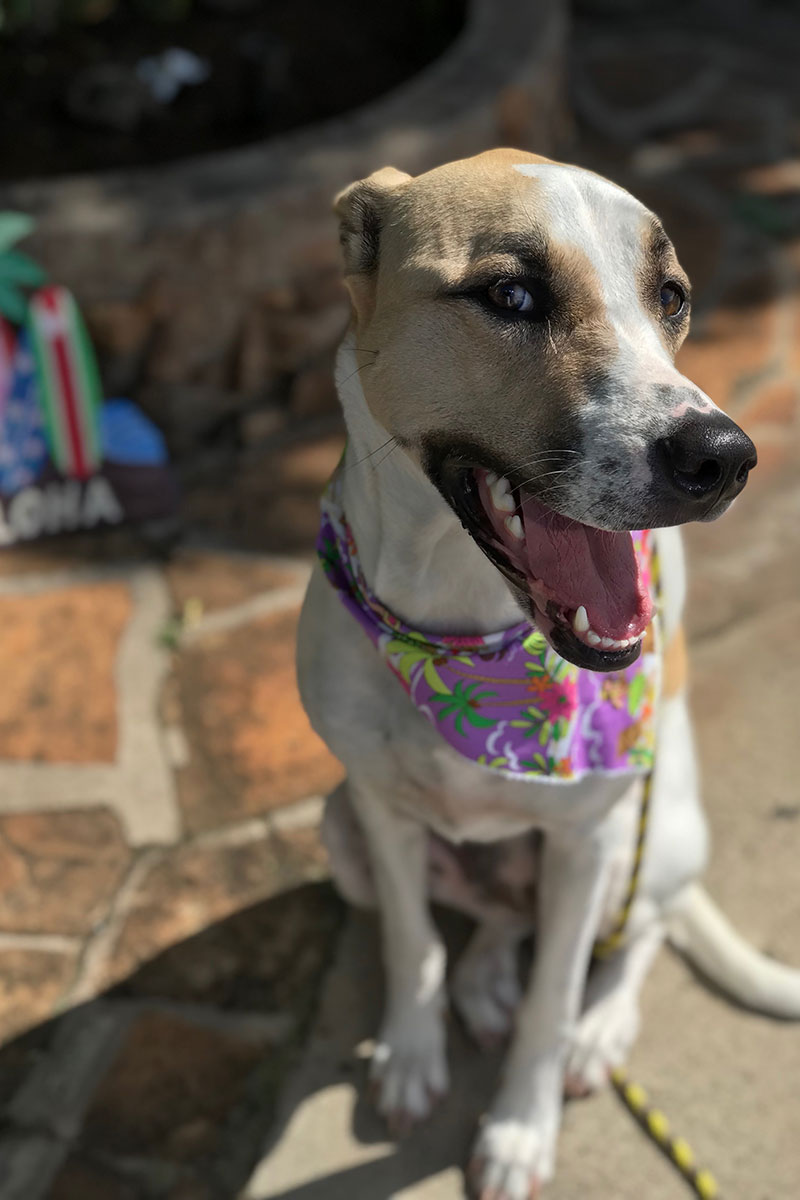 image of Cute dog wearing a handkerchief